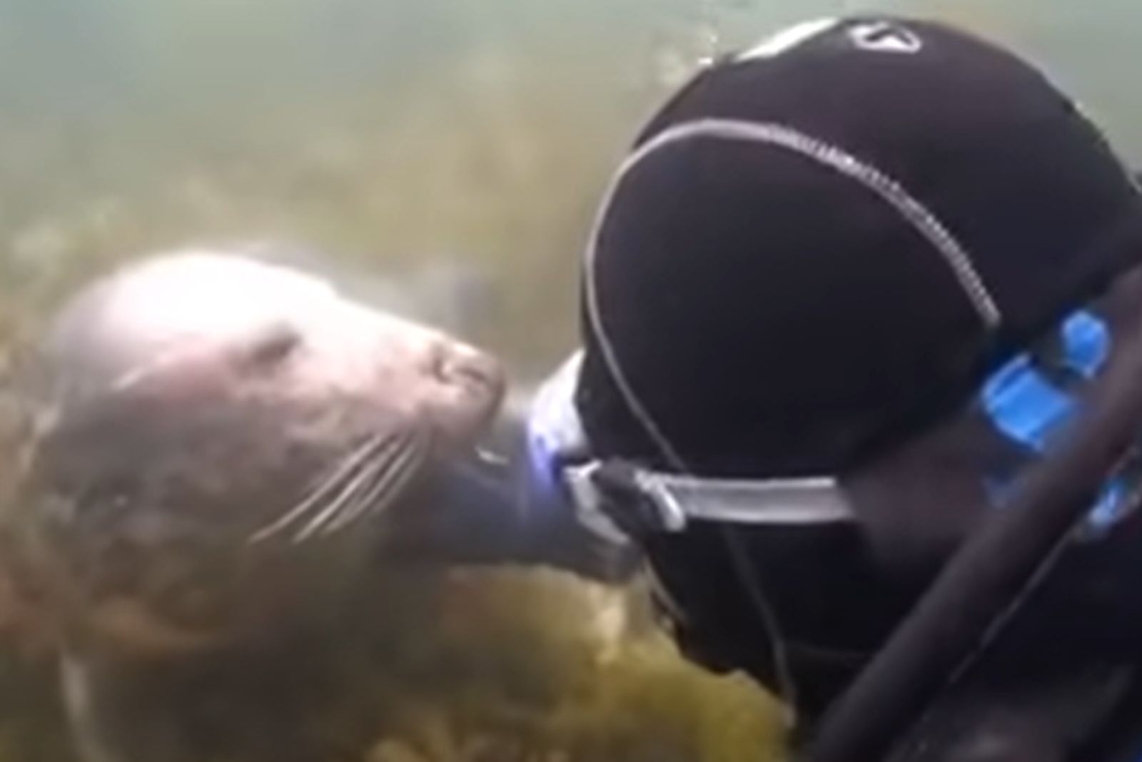 seal looking at diver in water