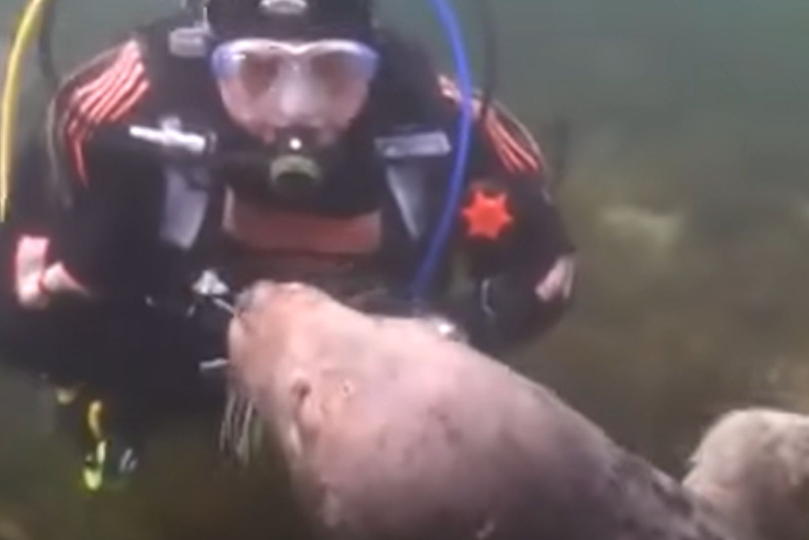 seal with diver