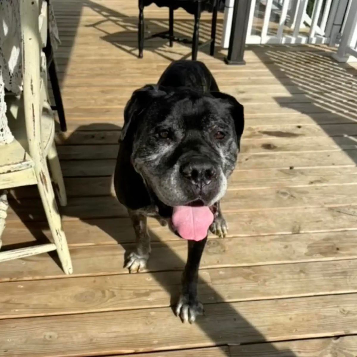 senior dog on a deck