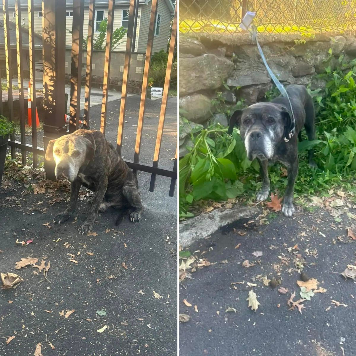 senior dogs chained to fence