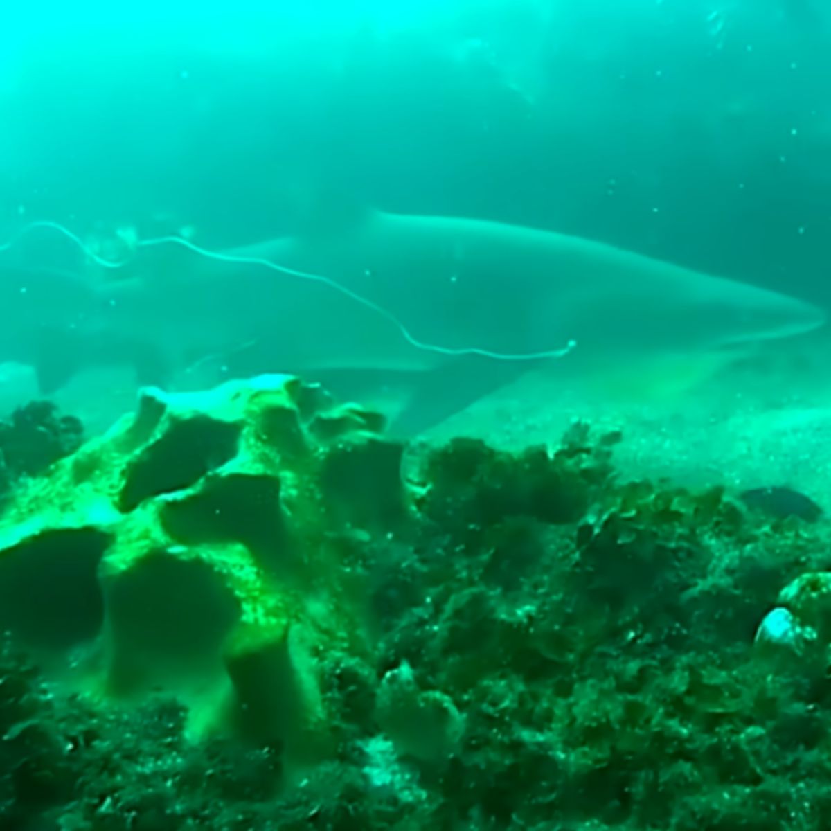 shark trapped in fish net