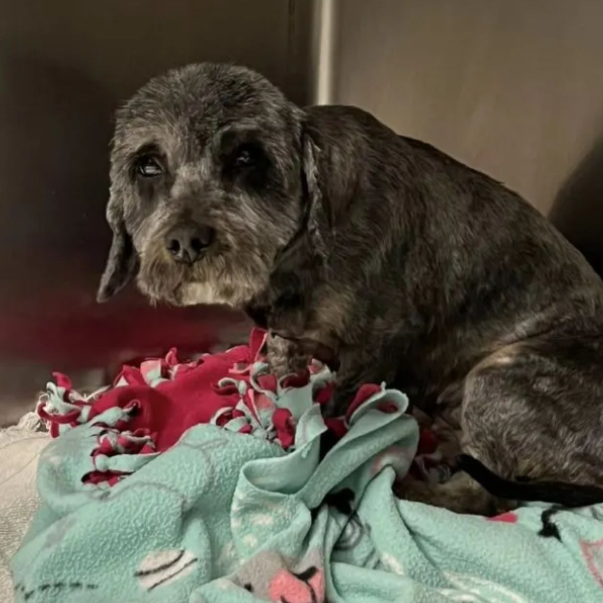 shaved dog on blanket