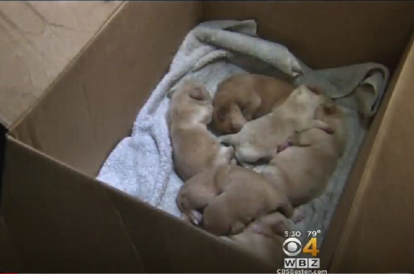 six puppies in crate