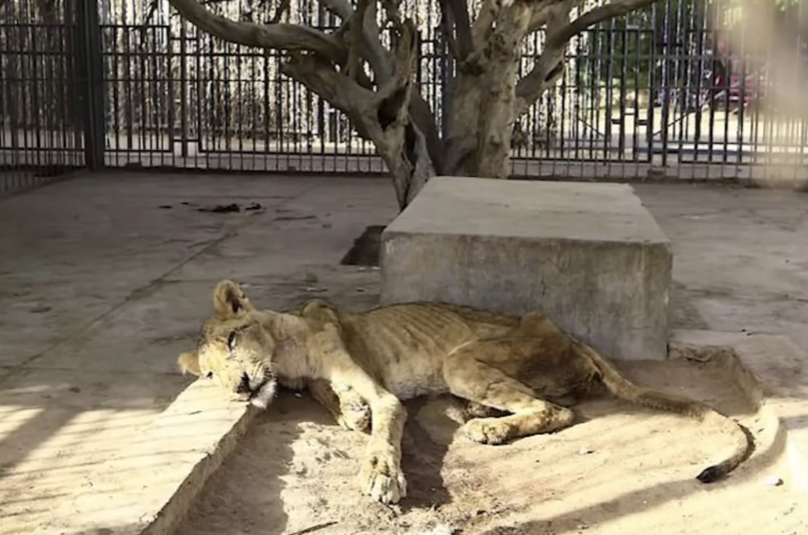 skinny lion in zoo