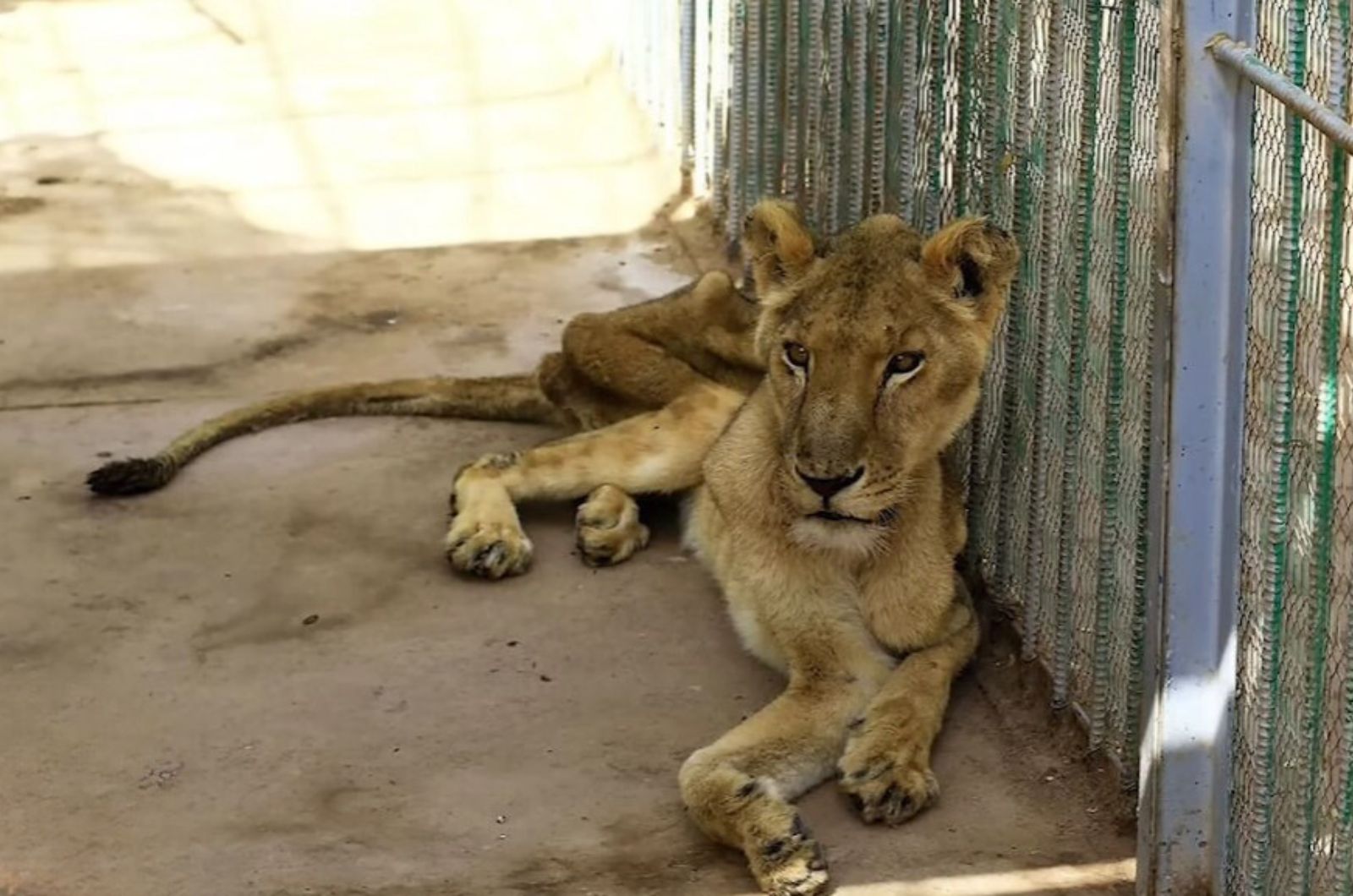 skinny lion