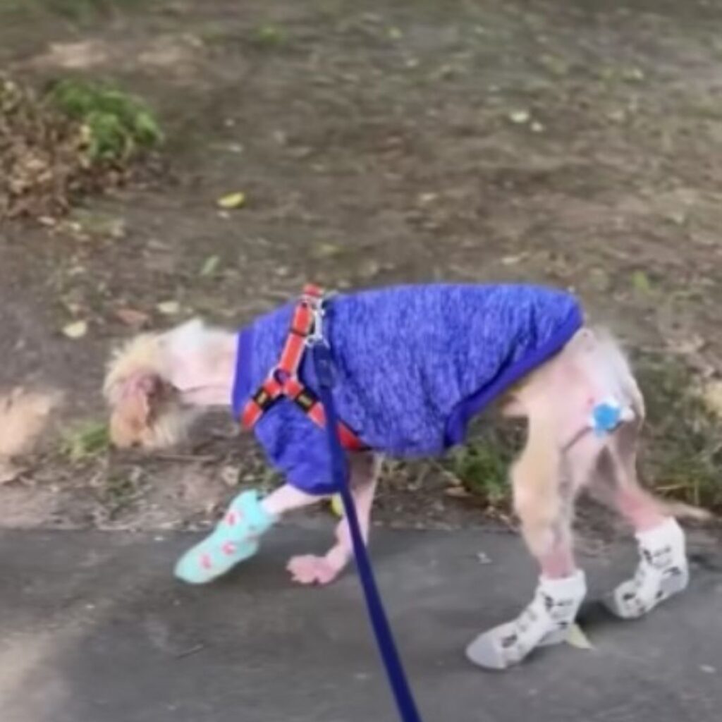 skinny puppy on a leash walking dressed