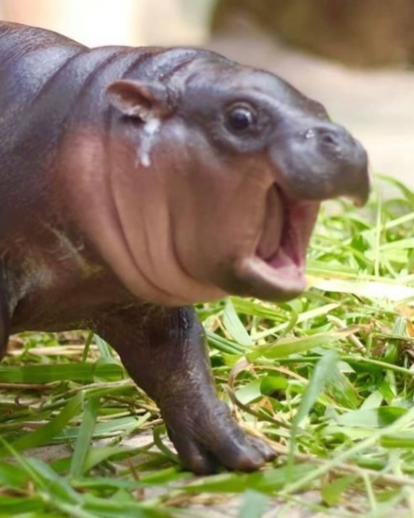 small baby hippo