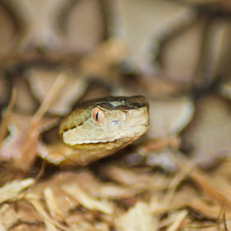 Only 9% Of People Can See The Hidden Snake In This Photo — Can You Spot It?