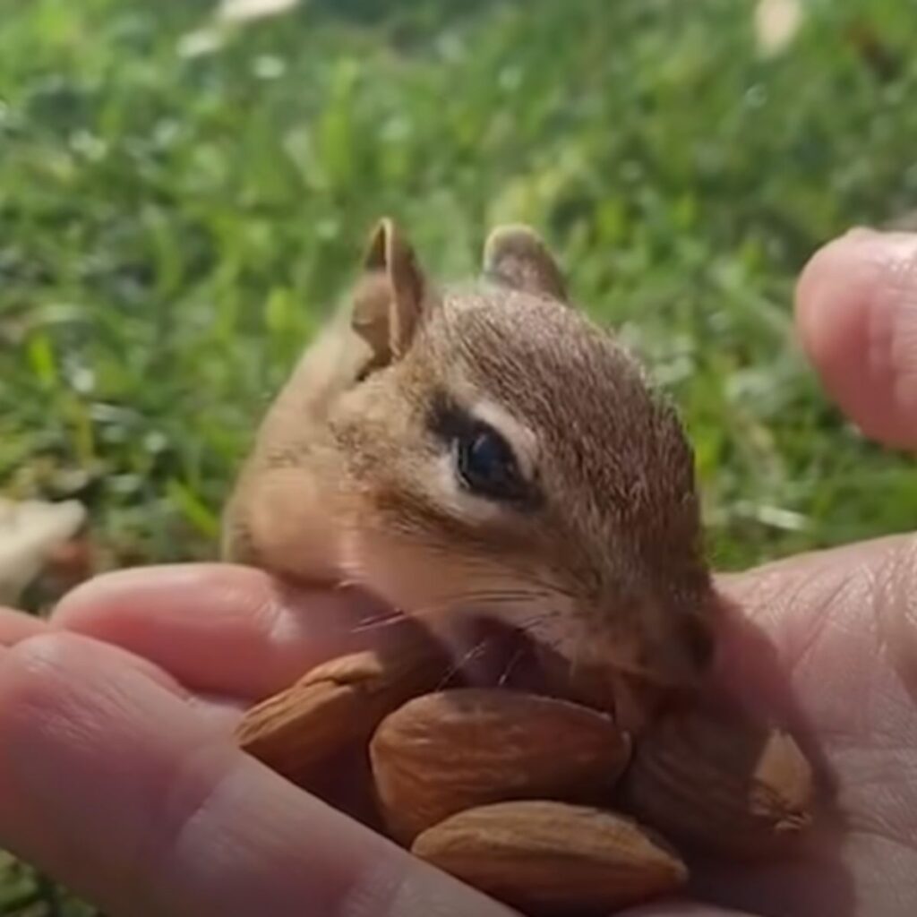 squirrel eats almonds out of hand