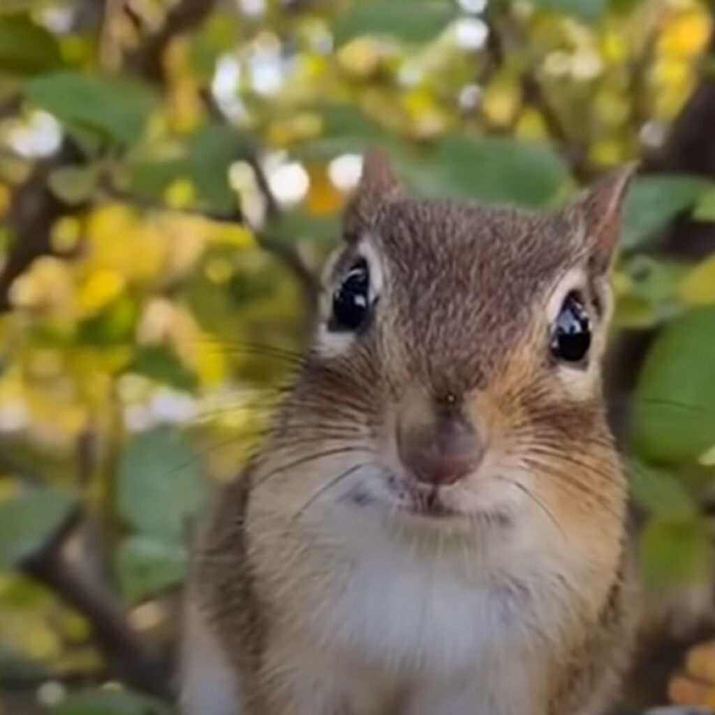 squirrel with big eyes