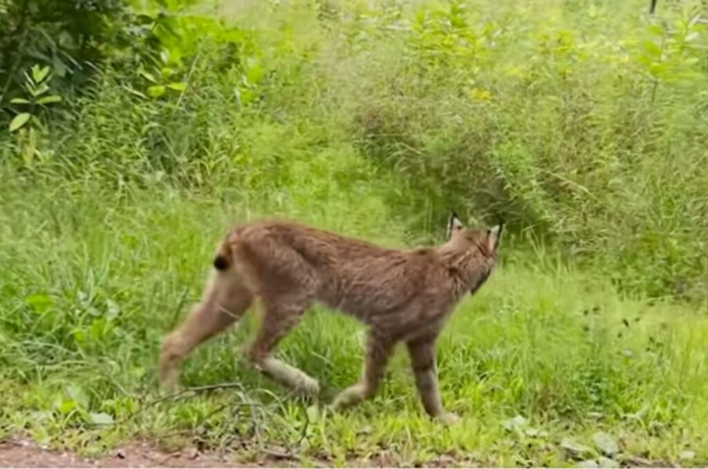 stork lynx in the field walks and looks around