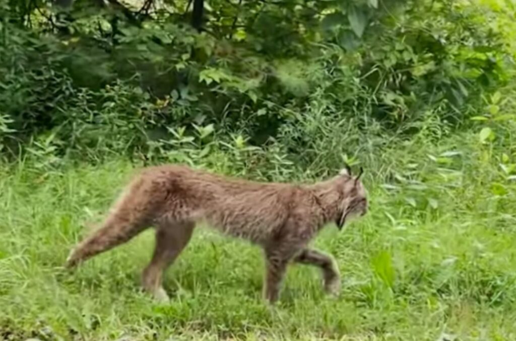 stork lynx walks in the field