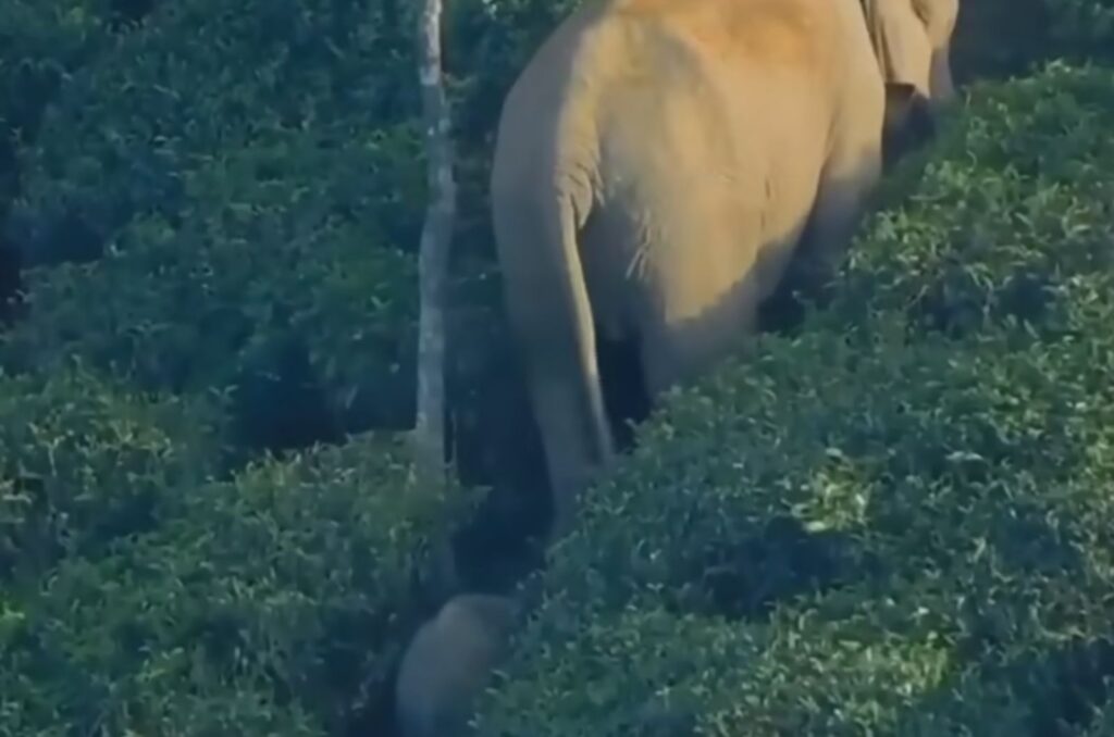 the baby elephant goes with the mother elephant