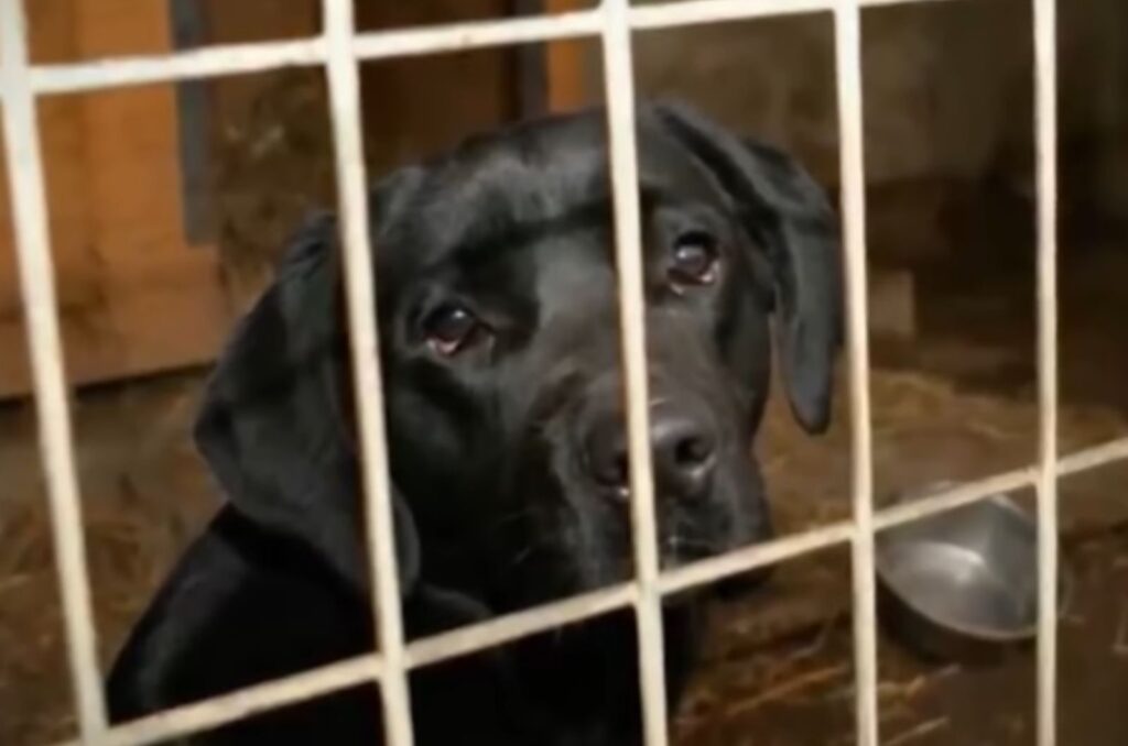 the black dog is watching from behind the bars