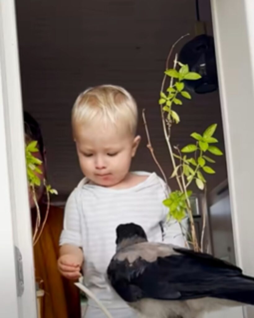 the boy feeds the crow at the window