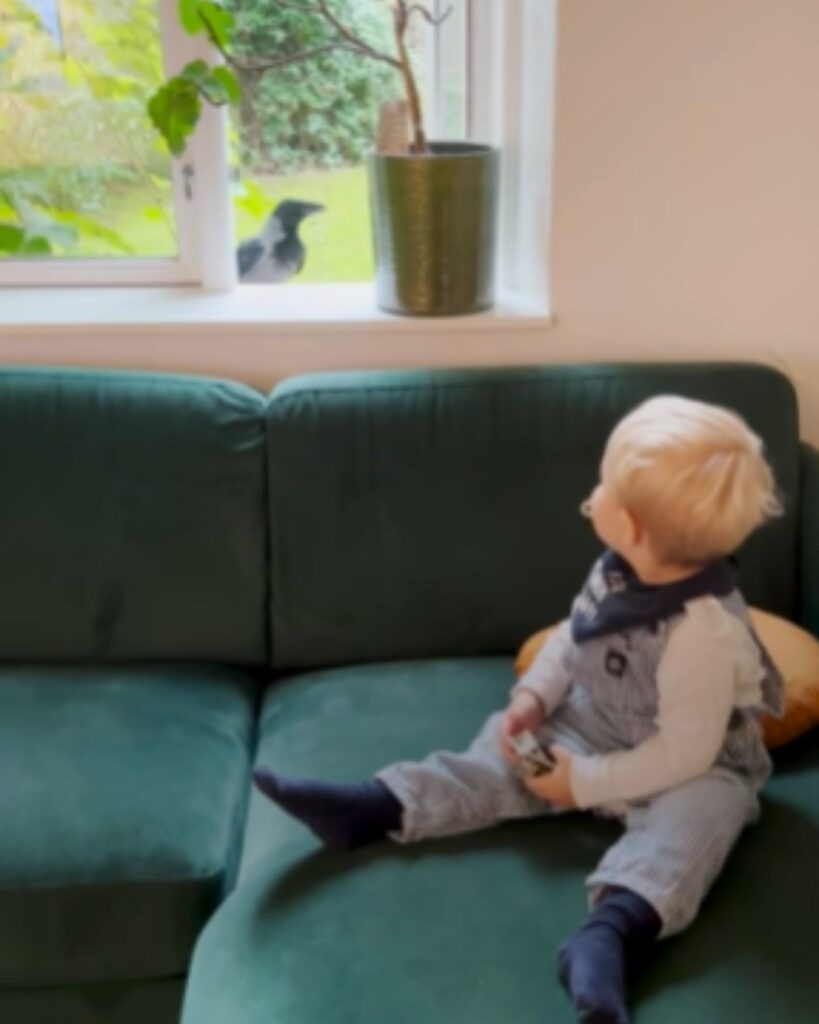 the boy sits on the couch and looks at the crow in the window