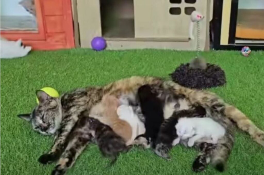 the cat is lying down, the kittens are nursing it