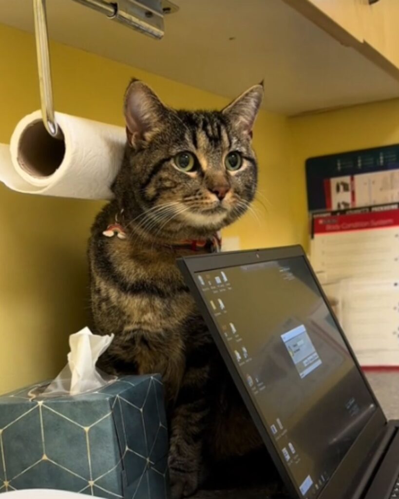 the cat sits behind the laptop and watches