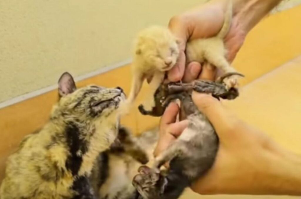 the cat sniffs the kittens