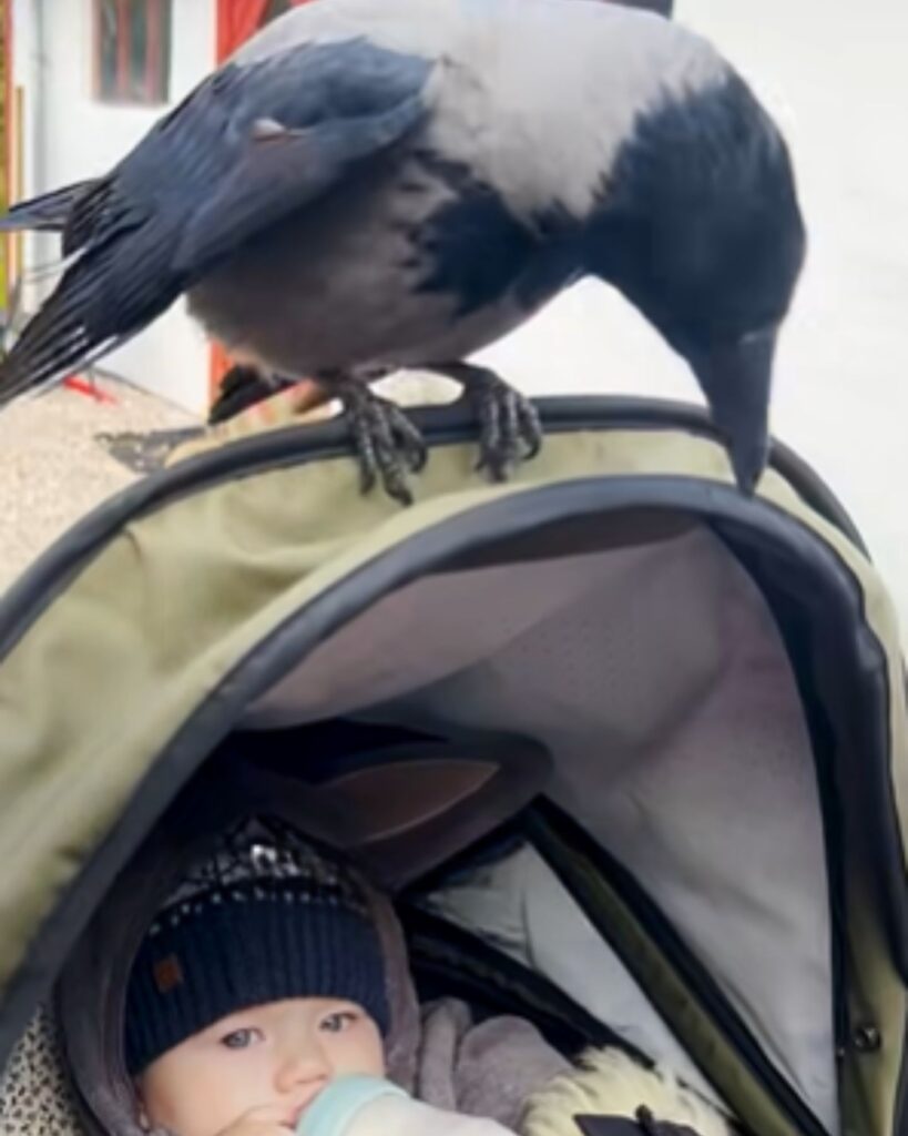 the crow is standing on the cart, the boy is eating