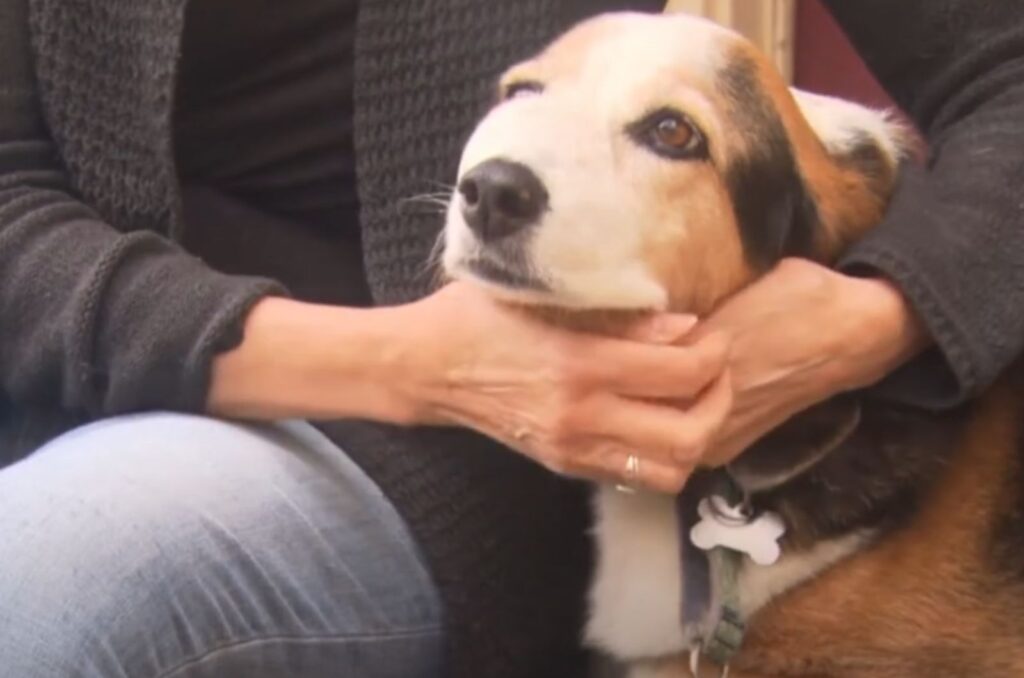 the dog enjoys the embrace of the woman