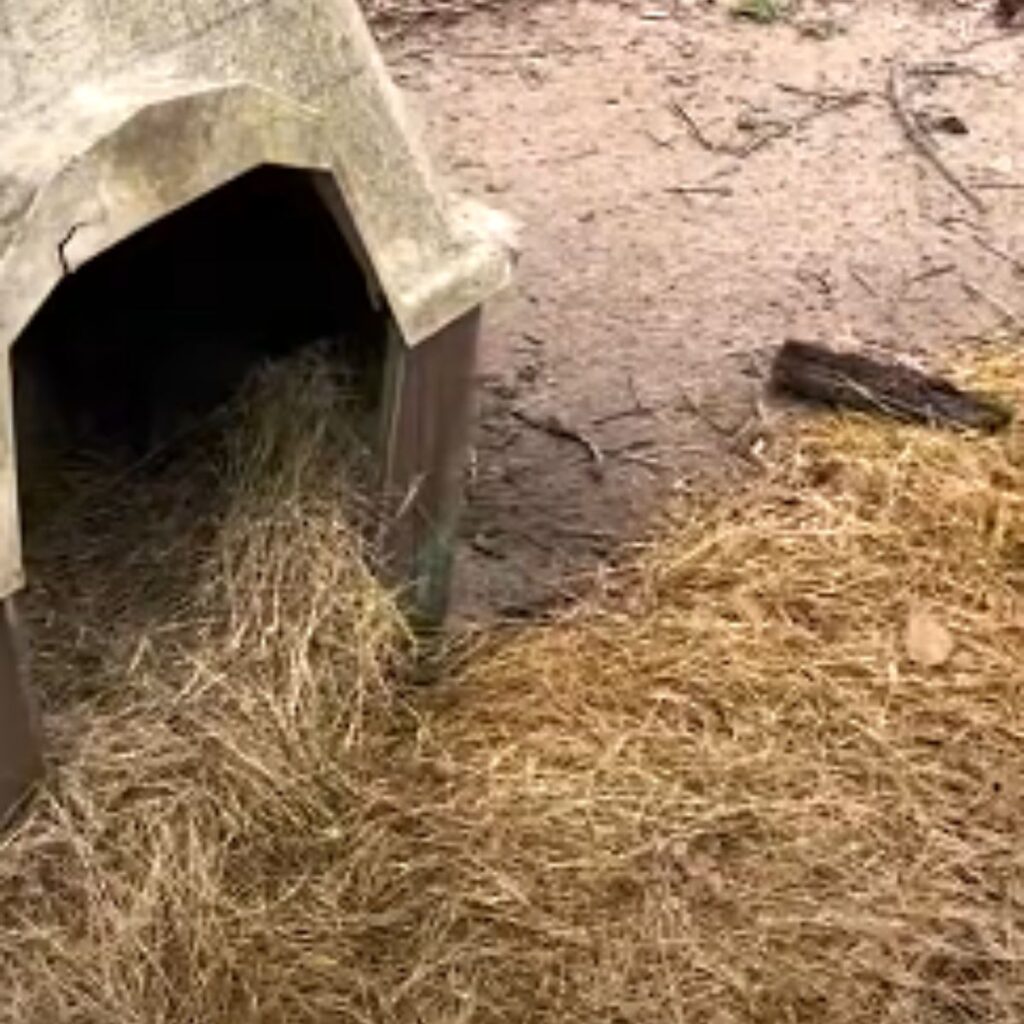 the dog house and wash the hay off it