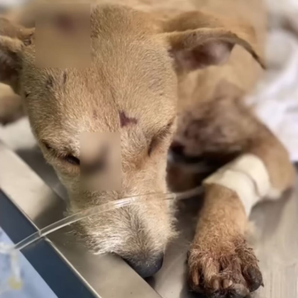 the dog is lying down with an IV connected