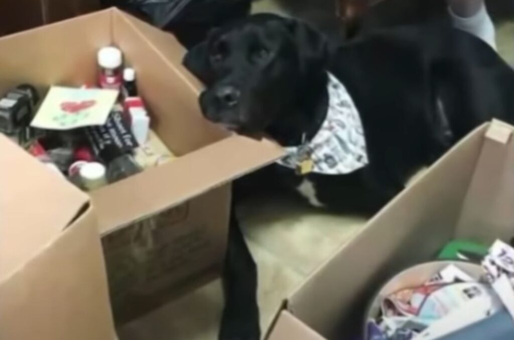 the dog is lying with its head resting on the cardboard box