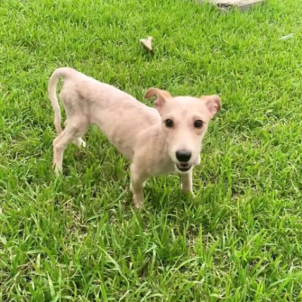 the dog is standing on the green grass