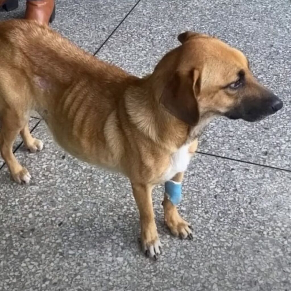 the dog is standing on the pavement and looking ahead