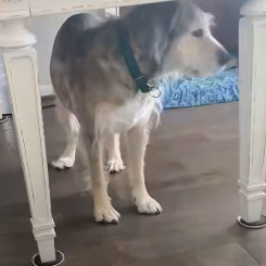 the dog is standing under the table