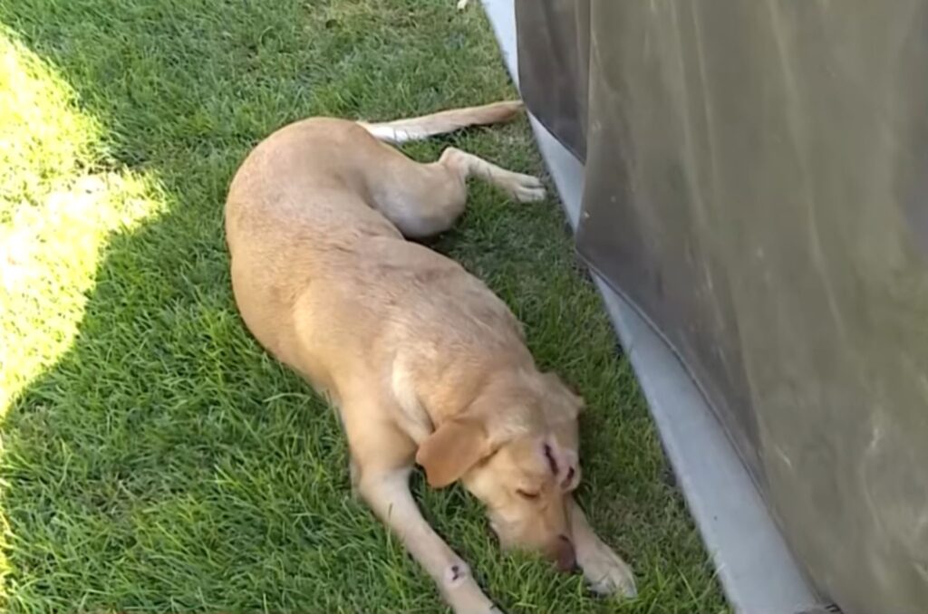 the dog lies on the grass after the bite