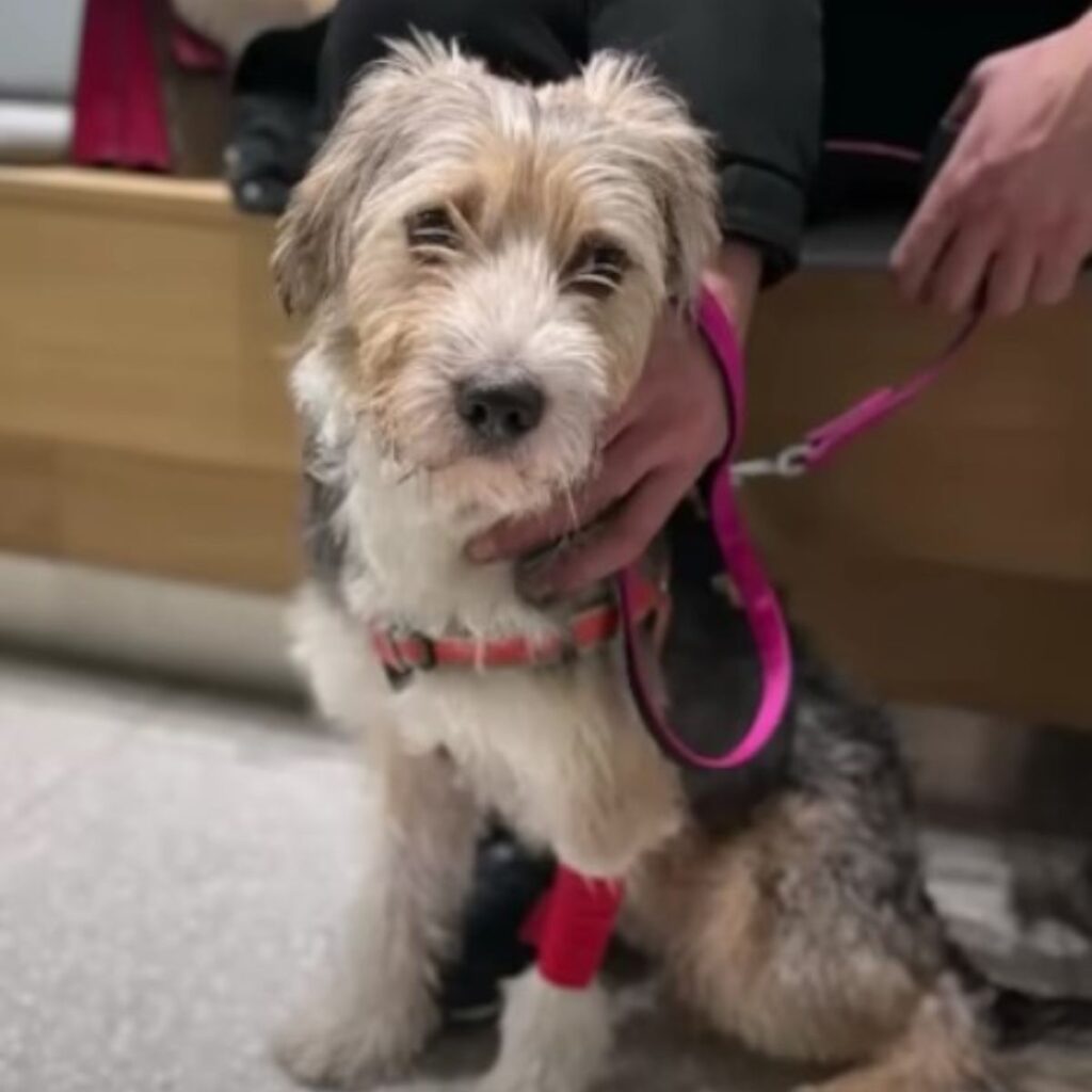 the dog sits next to the owner on a leash