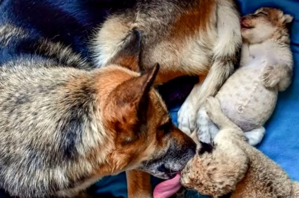 the dog takes care of the little lionesses