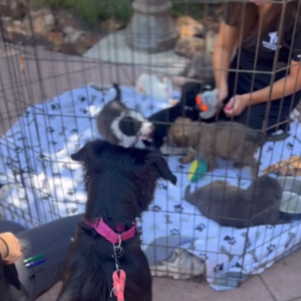 the dogs are playing in the cage while the black dog watches them