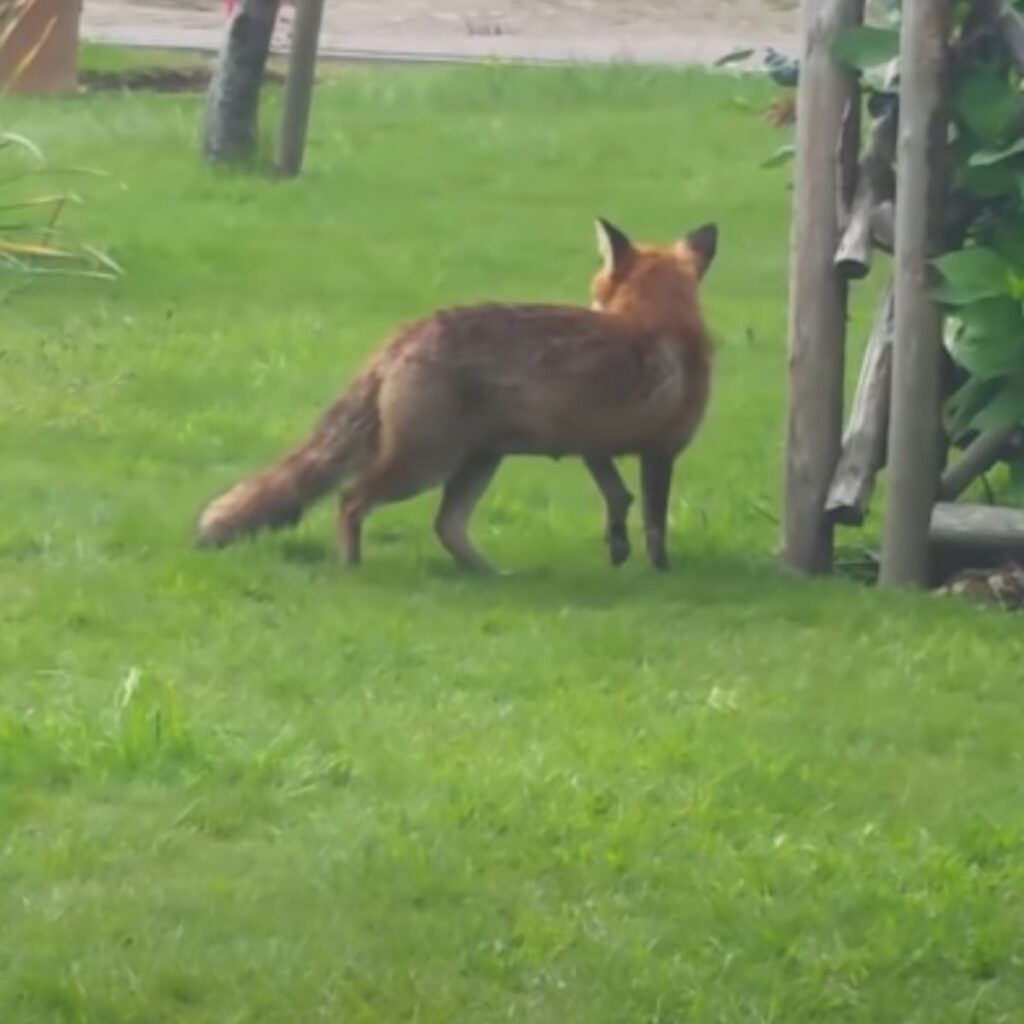 the fox walks around the yard