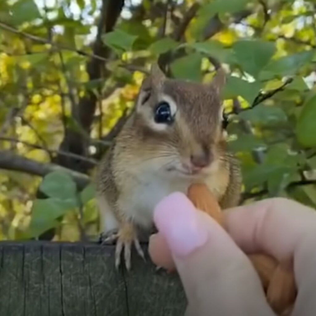 the girl feeds the squirrel