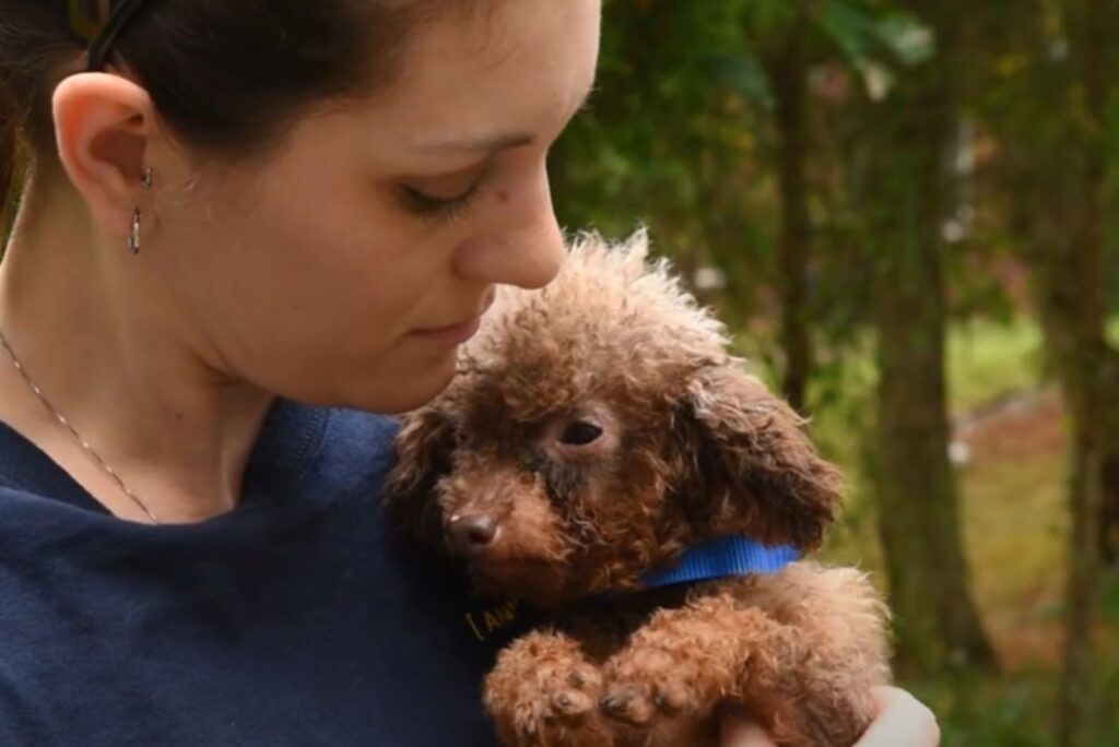 the girl is holding a cute shaggy dog ​​in her arms