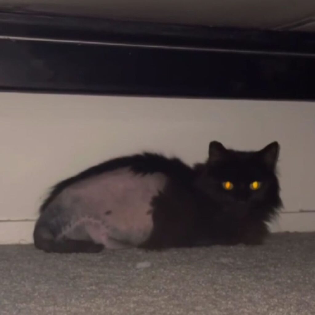 the hairless cat is hiding under the bed