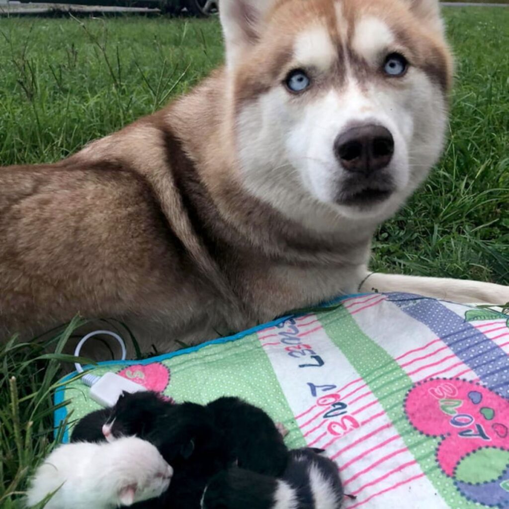 the husky sits on the grass and looks after the kittens