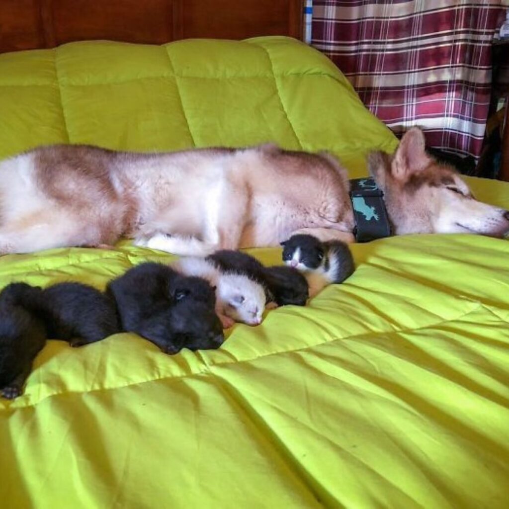 the husky sleeps on the bed with the kittens