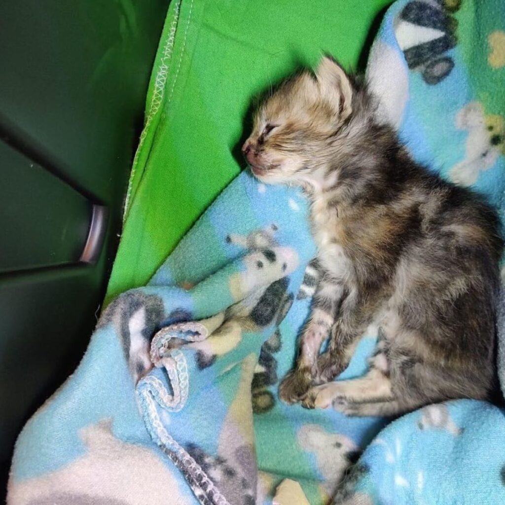 the kitten lies on a colorful blanket