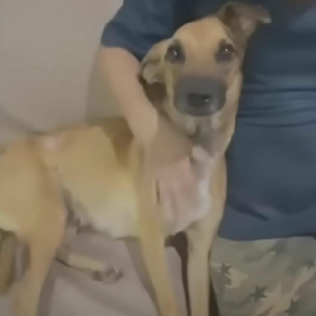 the man sitting next to the dog hugged him