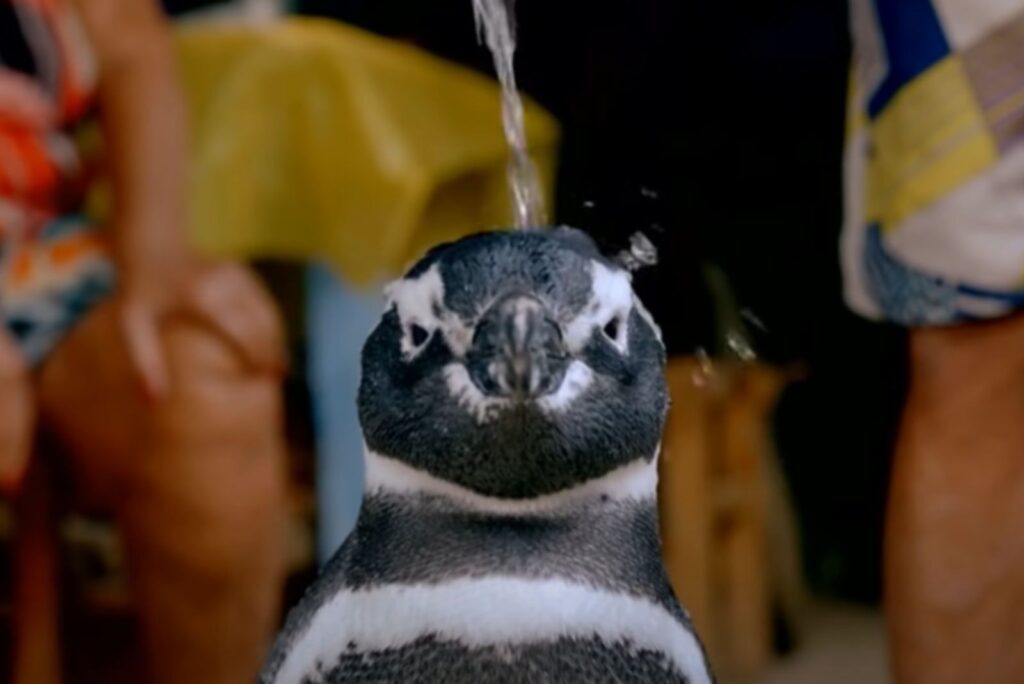 the penguin enjoys being splashed with water