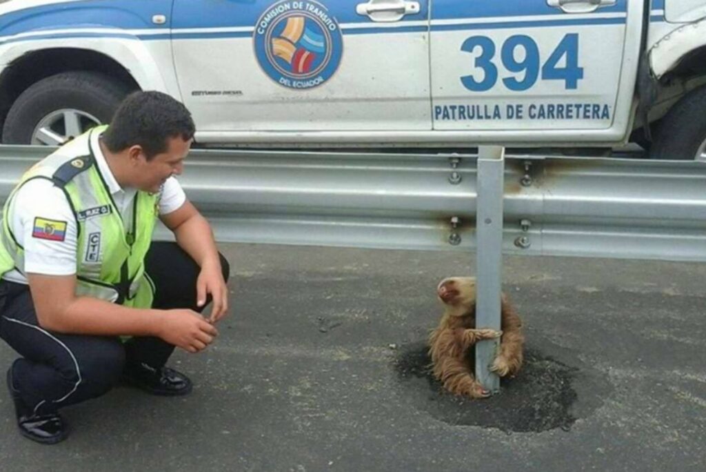 the policeman looks at the stuck sloth