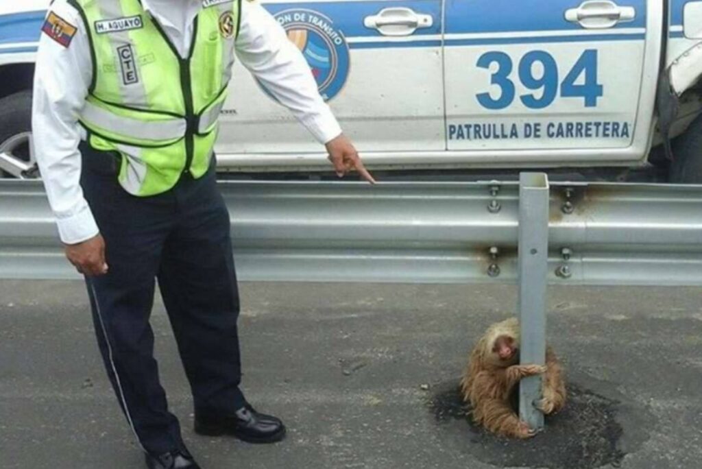 the policeman points his finger at the stuck sloth