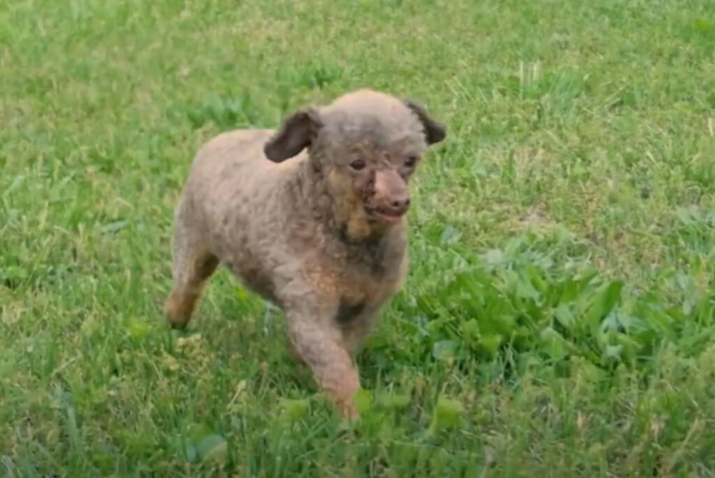 the rescued dog walks in the meadow