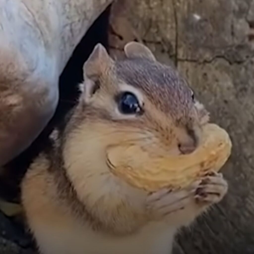 the squirrel eats alone