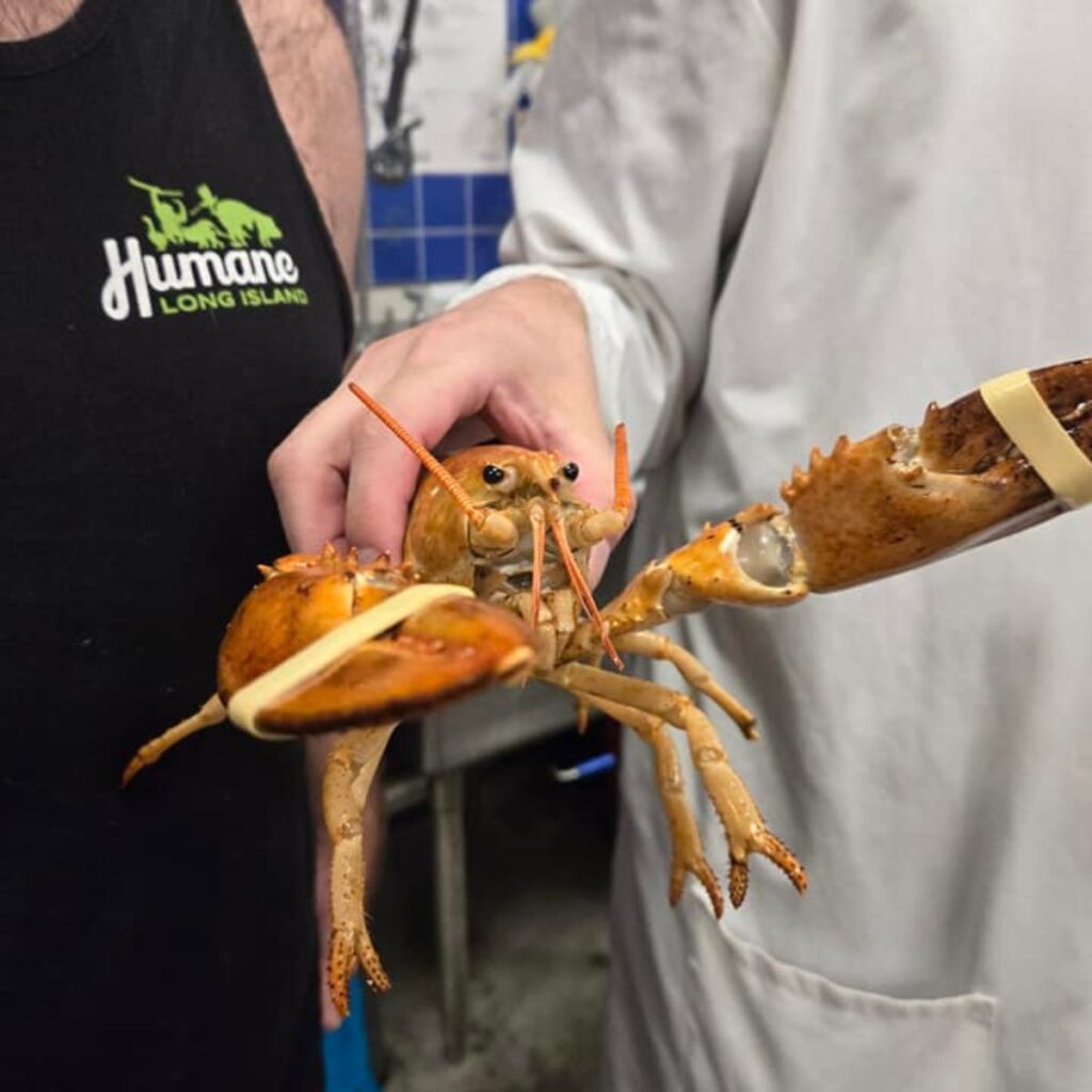 the woman is holding an orange lobster in her hand