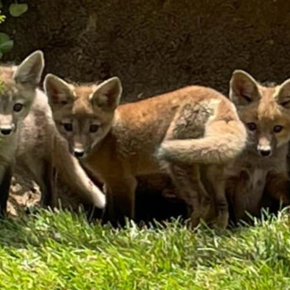 three baby foxes